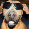 BrownDog77